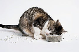 Los animales se drogan