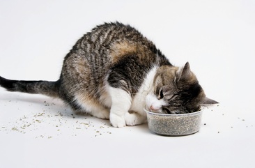 Los animales se drogan