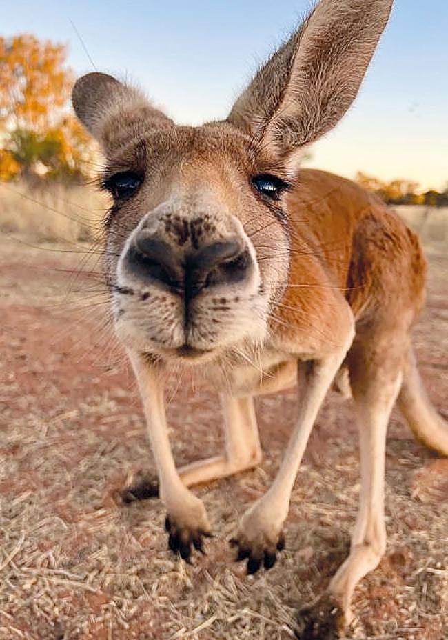 Tasmania, al sur de Australia, produce cerca del 50 por ciento del opio legal del planeta, el componente activo de la morfina y de otros medicamentos. Canguros salvajes de la zona irrumpen en los campos de adormidera —la planta del opio— y empiezan a comportarse de forma extraña: saltos erráticos, giros, caídas, euforia... Aunque no está claro si buscan la planta por sus efectos o por simple hábito alimentario, el resultado es inconfundible: animales en trance.