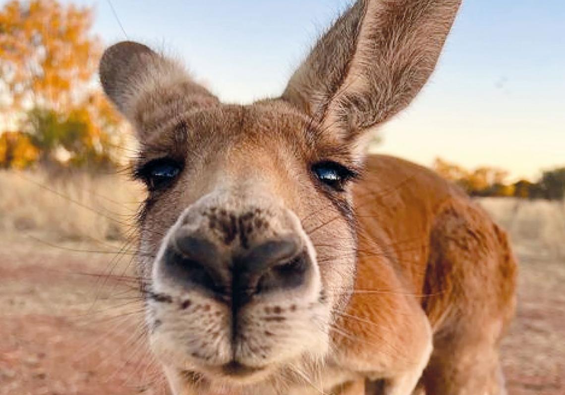 canguro-kVjB--1140x798@RC.jpg