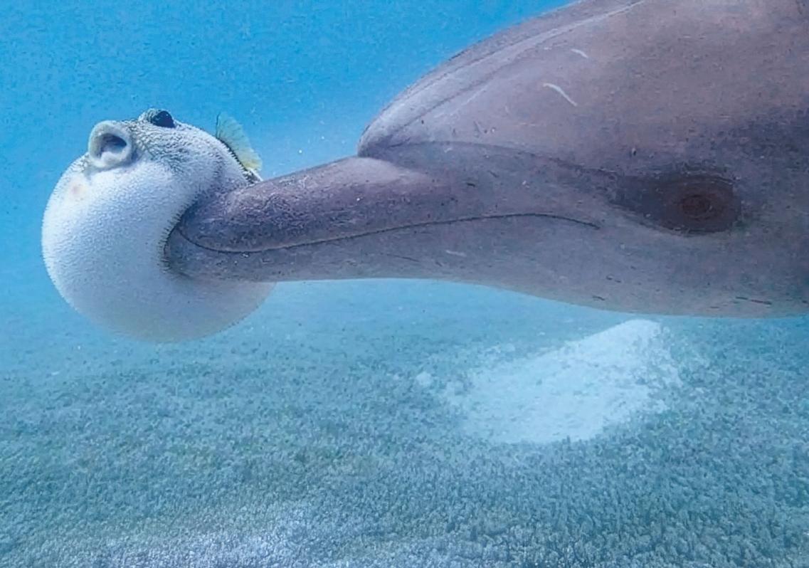 Foram observados golfinhos jovens manipulando cuidadosamente o baiacu para liberar pequenas doses de tetrodotoxina, uma poderosa neurotoxina que causa um efeito narcótico em pequenas quantidades. Eles passam o baiacu um para o outro e, após alguns minutos de brincadeira, nadam juntos na superfície, como se estivessem em transe compartilhado. Esta é uma atividade puramente divertida.