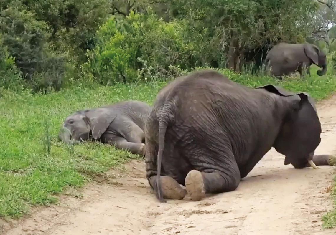 Em algumas regiões da África e da Ásia, os elefantes procuram frutos caídos que começaram a fermentar. Depois de ingerir grandes quantidades, alguns apresentam sinais óbvios de intoxicação: tropeçando, fazendo barulhos estranhos, afastando-se do grupo ou tornando-se imprevisíveis. Em 1974, uma manada de 150 elefantes, intoxicados com bebidas alcoólicas artesanais, invadiu uma aldeia em Bengala. Na memória colectiva, estes gigantes não representam apenas força e sabedoria: também nos lembram que o desejo de mudar a si mesmo, de ultrapassar certas fronteiras, não é apenas uma propriedade humana.