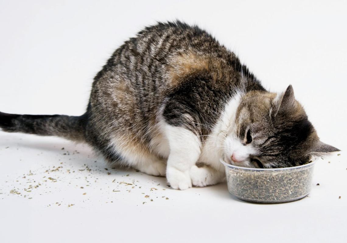 Basta con que un gato se acerque a una planta de Nepeta cataria, más conocida como 'nébeda' o 'hierba gatera', para que algo cambie en su comportamiento. Se frota contra las hojas, rueda por el suelo, salta, maúlla, se relaja o entra en un estado de euforia pasajera. Todo, en cuestión de segundos. La explicación está en las nepetalactonas, compuestos químicos que imitan las feromonas sexuales felinas. El cerebro del gato reacciona como si estuviera frente a una pareja receptiva. El efecto aumenta su libido, dura minutos y no genera adicción, aunque algunos individuos —el rasgo parece ser genético— 'se enganchan'.