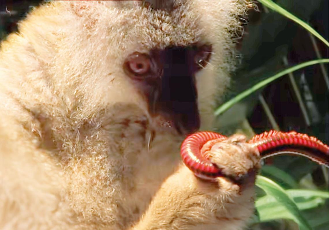 Em Madagascar, alguns lêmures picam centopéias venenosas e depois se esfregam nelas, liberando toxinas que atuam como repelentes de insetos. Mas o comportamento não termina aí: muitos entram em claro estado de prazer com os olhos semicerrados e movimentos lentos, como se estivessem gostando do efeito. Os cientistas acreditam que fazem isso não apenas para desparasitação, mas também por prazer.