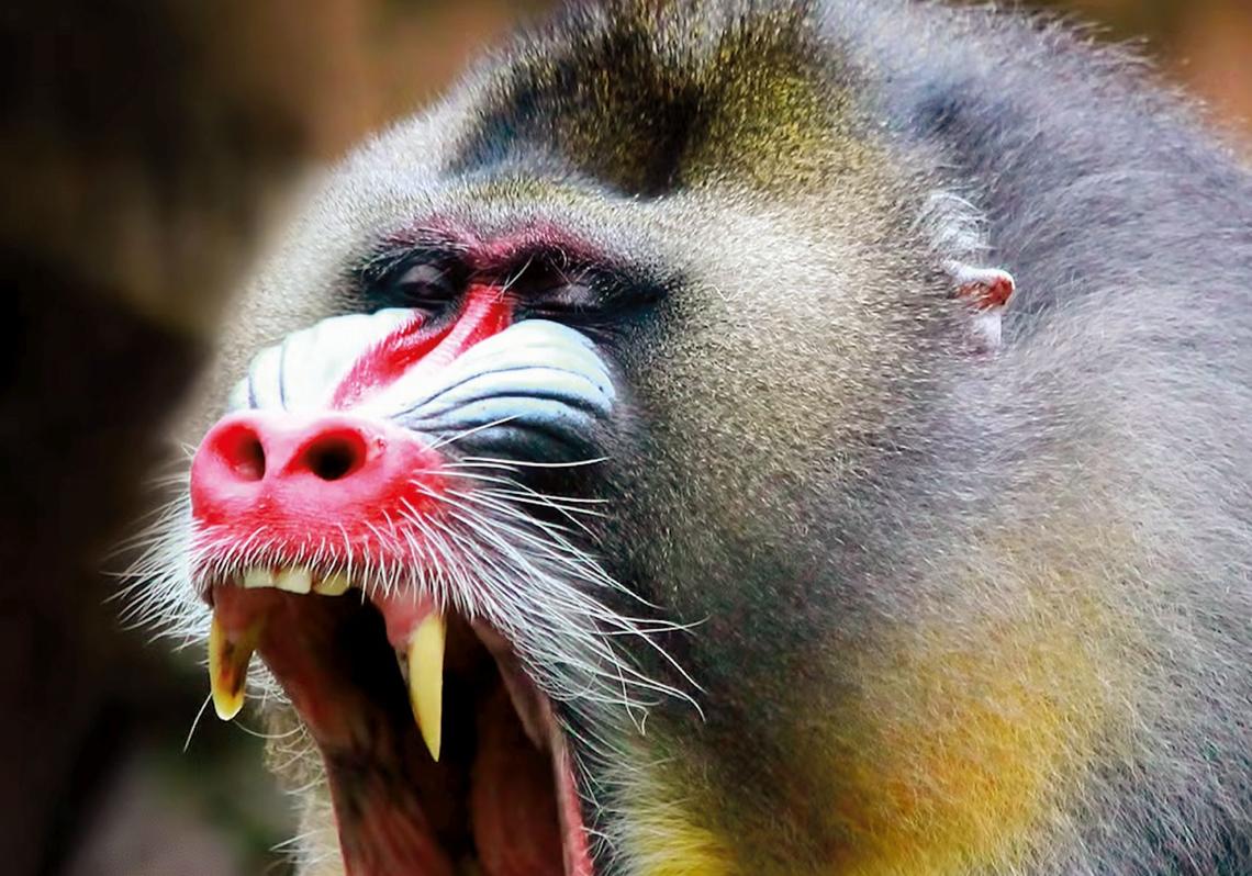 Antes de entrar na batalha pela hierarquia, alguns babuínos machos consomem raízes de iboga, uma planta alucinógena rica em ibogaína. O composto atua no sistema nervoso central e, em doses moderadas, pode aumentar a tolerância à dor e a agressividade. Para esses primatas, ficar chapado não é uma fuga, mas uma estratégia. Um método de preparação química para conflitos.