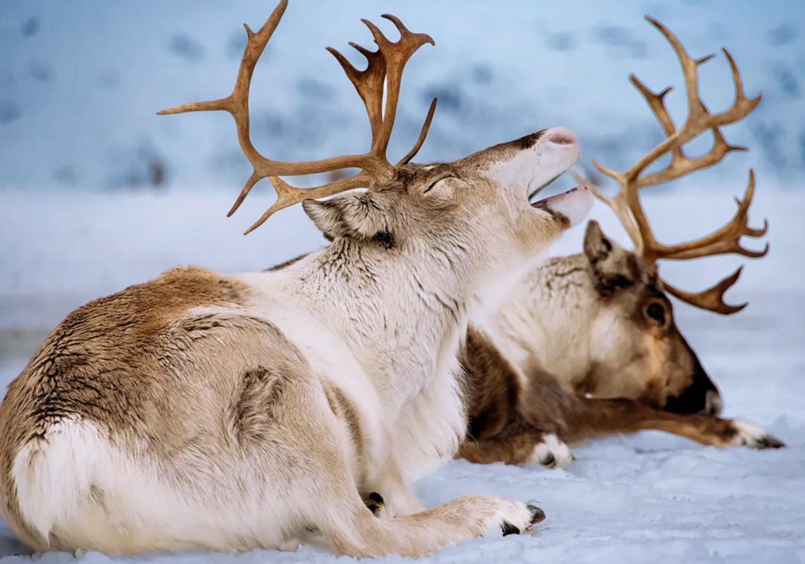 Na floresta boreal, algumas renas procuram ativamente os gorros vermelhos brilhantes do Amanita muscaria, um fungo que é tóxico para muitas espécies, mas que faz com que exibam comportamentos incomuns, como pular, balançar e correr em círculos. Algumas pessoas pensam que fazem isso por diversão; outros argumentam que faz parte de um ritual instintivo associado às mudanças sazonais.