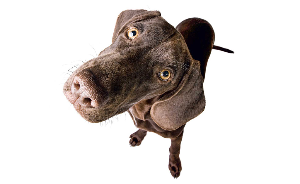 Los animales y los 5 pilares de la conciencia