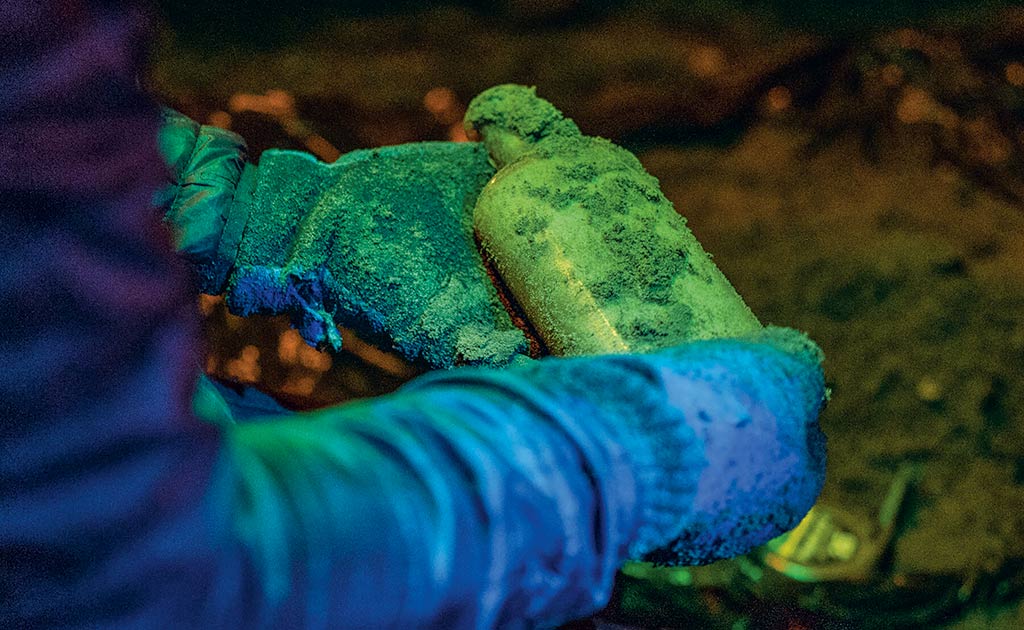 1000 semillas resucitan tras un siglo de letargo