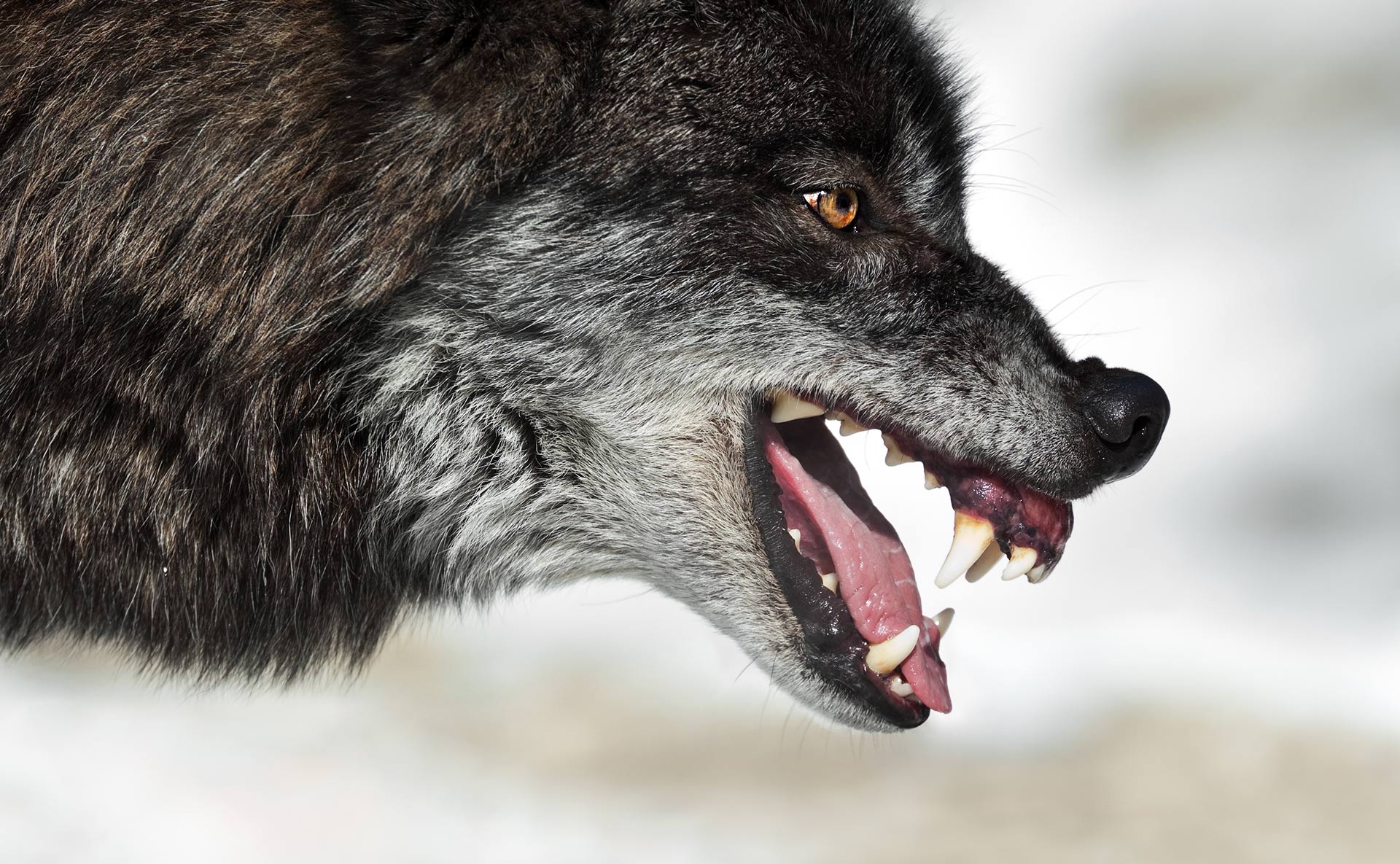 Cómo el perro se convirtió en el depredador más peligroso del planeta