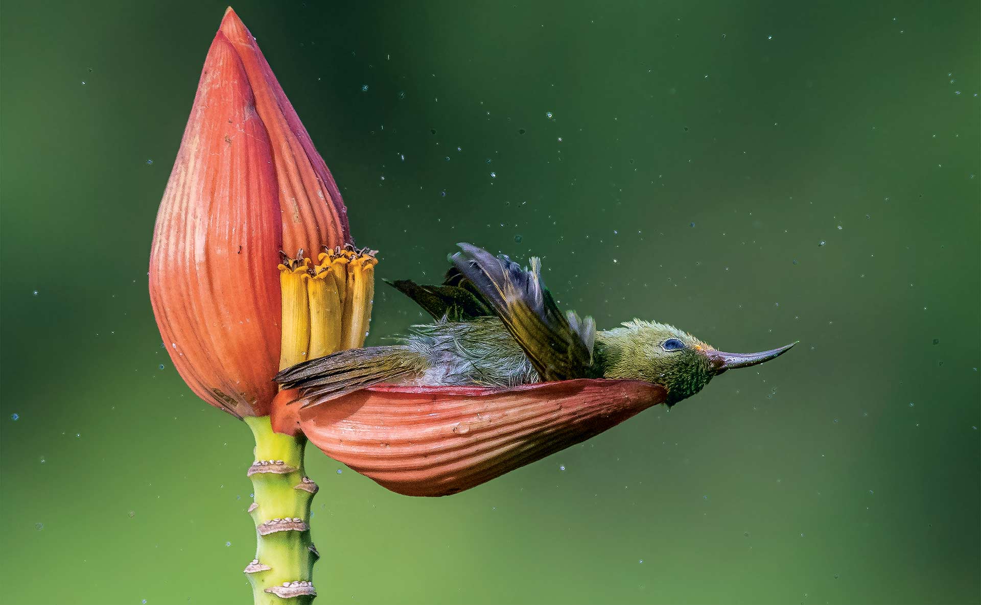 Las imágenes de animales más impactantes