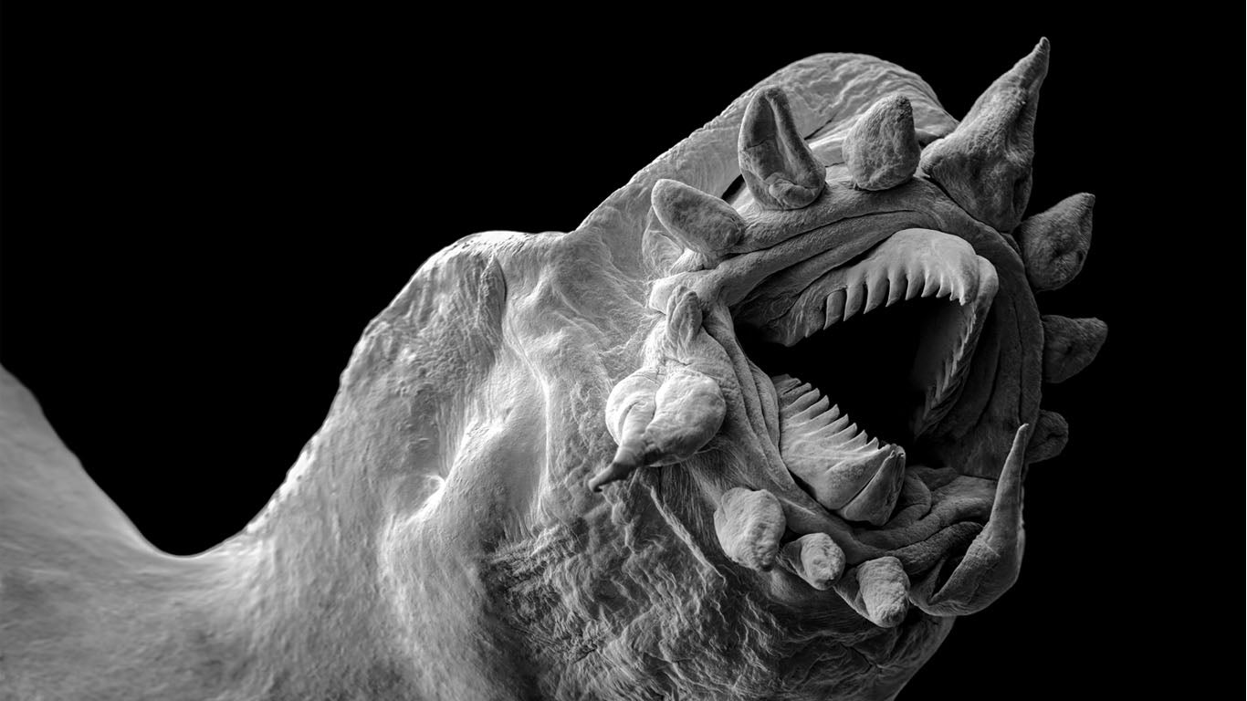 Criaturas abisales: las indestructibles especies que habitan el océano profundo