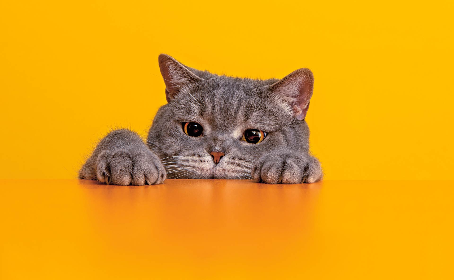 ¿De qué humor está tu gato?