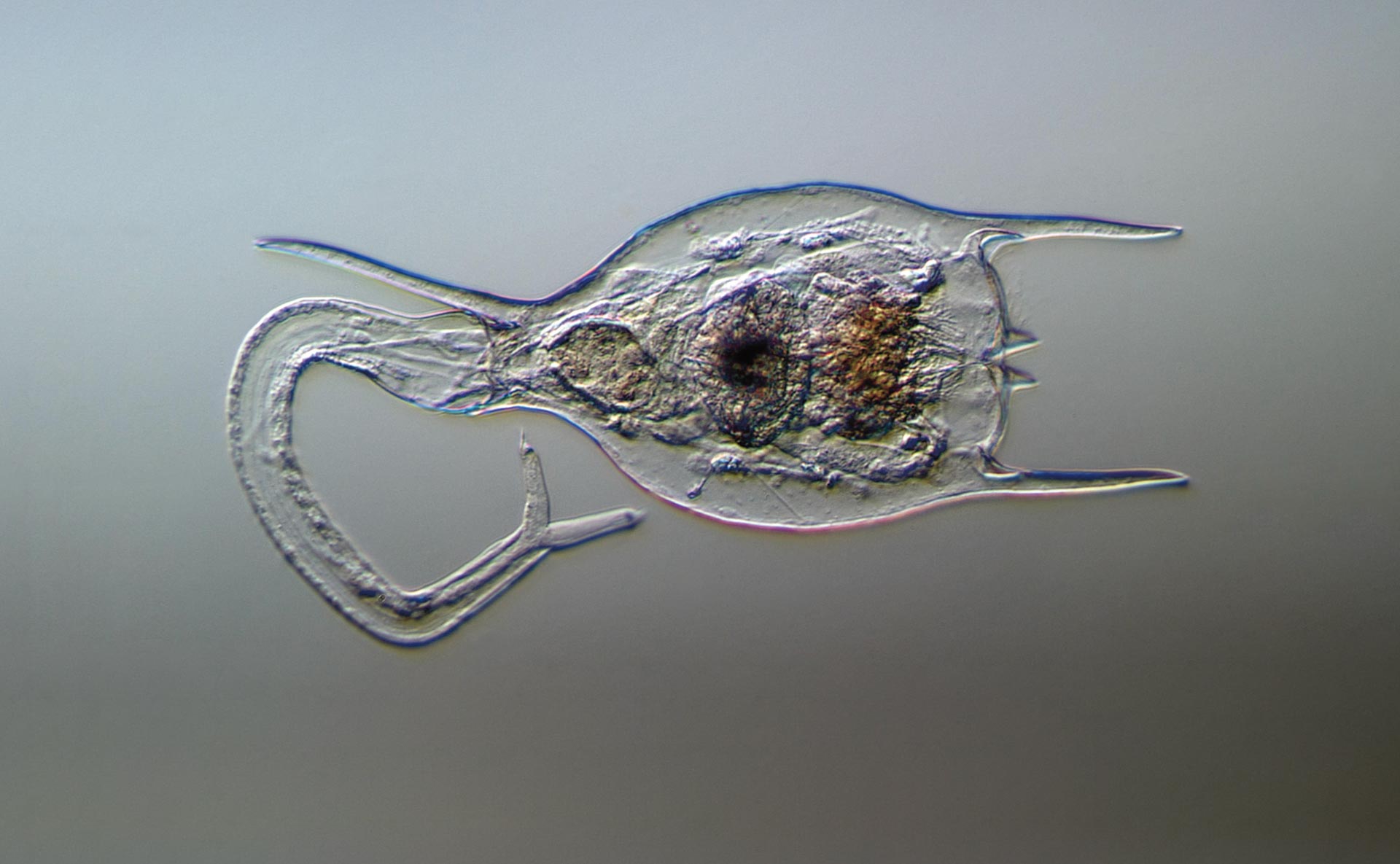 Esta criatura sigue viva tras pasar 24.000 años bajo el hielo