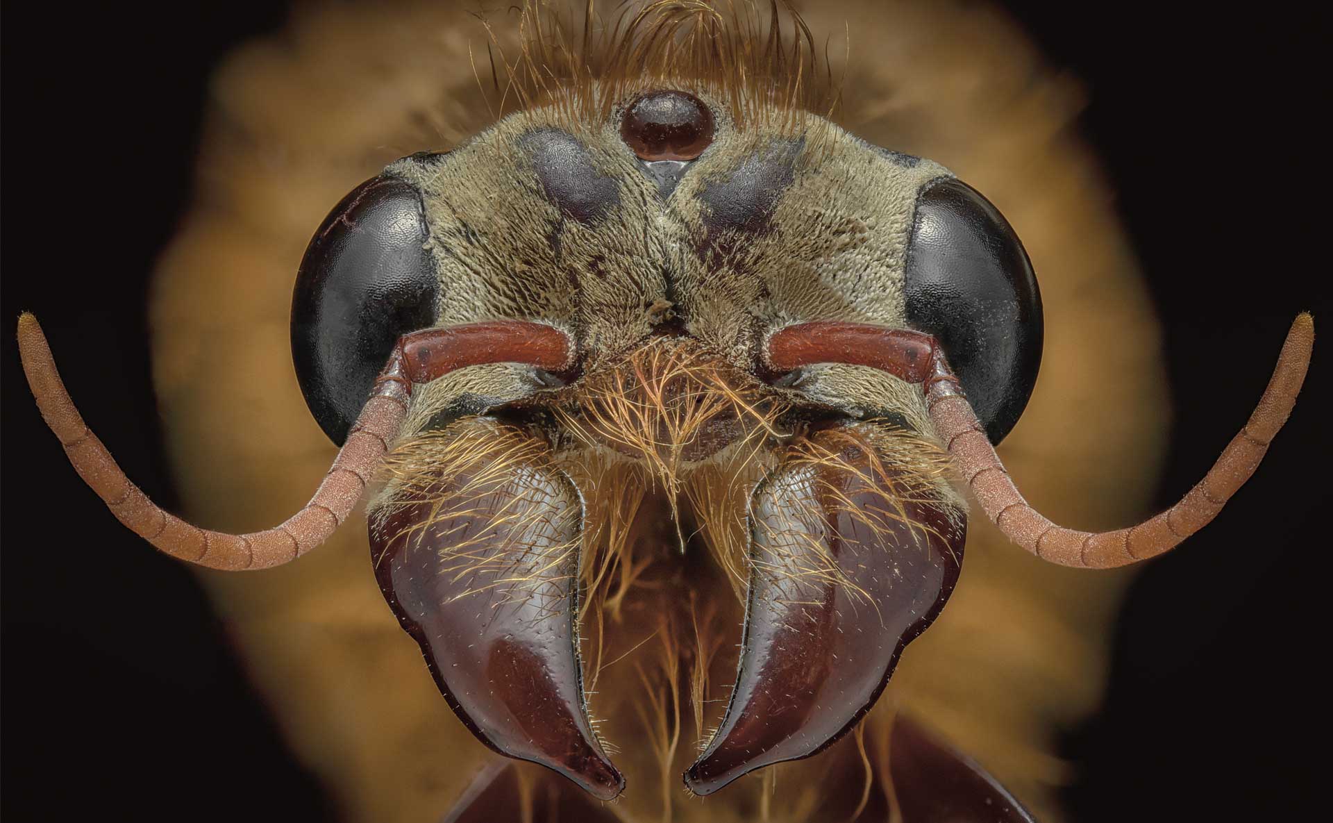 El apasionante universo de las hormigas, bajo la lupa