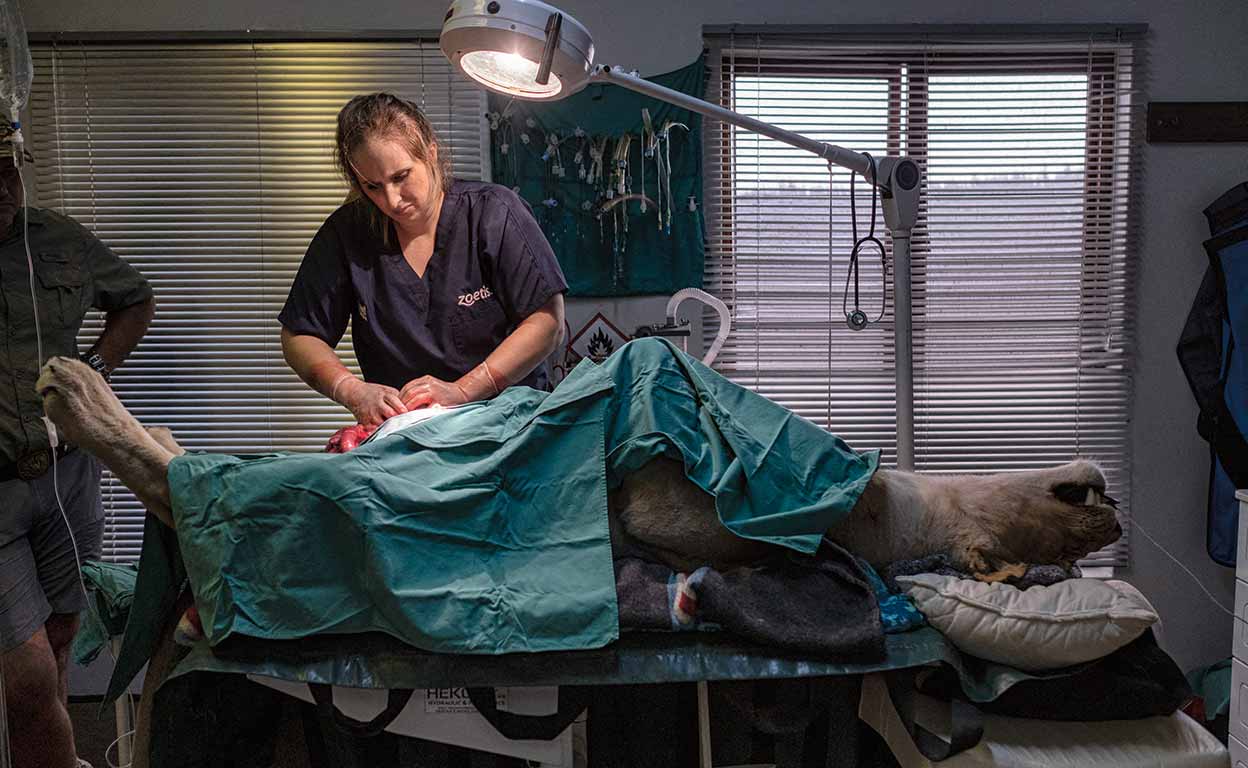 Esterilizar a los leones para salvarlos