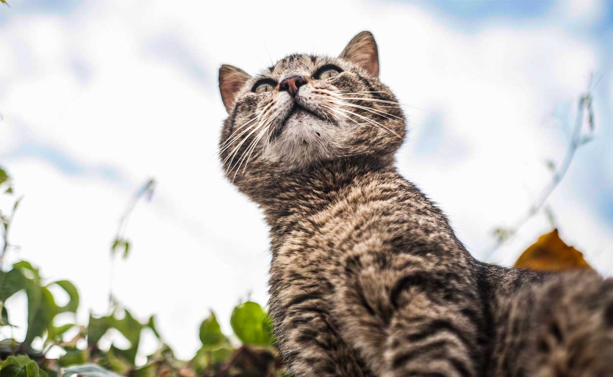 ¿Por qué los animales presienten las catástrofes y nosotros no?