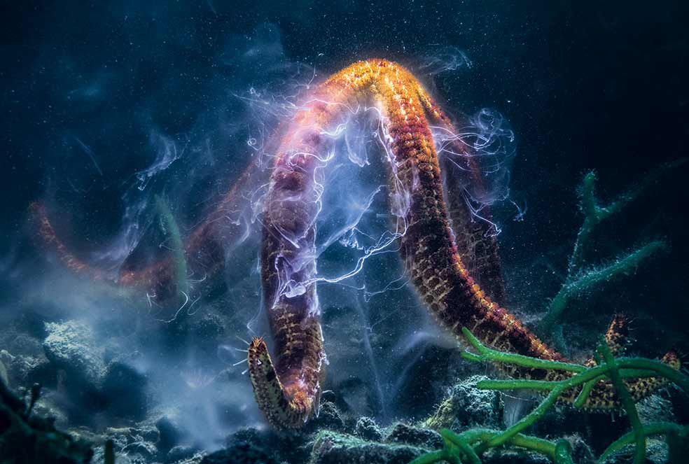 No son rayos, es esperma. Lo suelta este ejemplar macho de estrella de mar (Leiaster leachi), mientras que sus congéneres hembras hacen lo mismo con sus óvulos: las larvas resultantes de ese encuentro se posarán sobre rocas para salir adelante. Esta estrella está practicando el desove libre. |