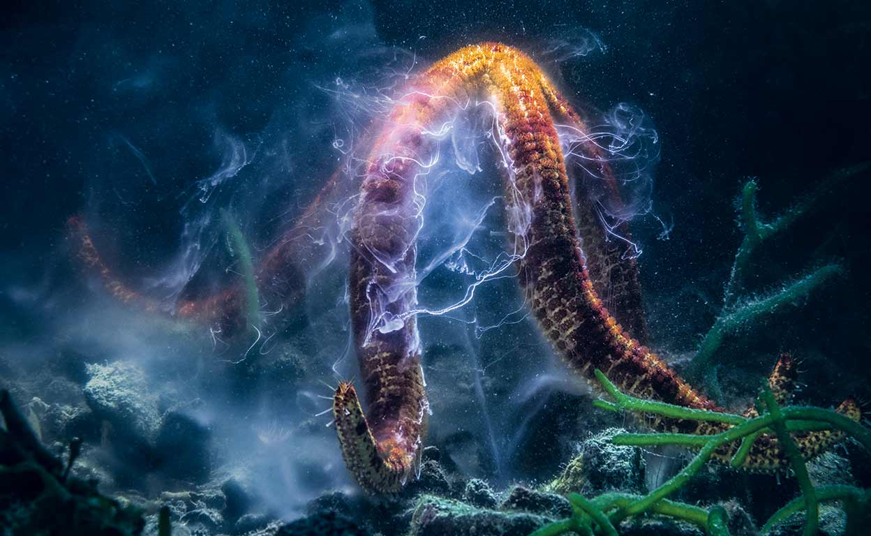 Carnívoras, carroñeras, transexuales... así son las estrellas de la superviviencia