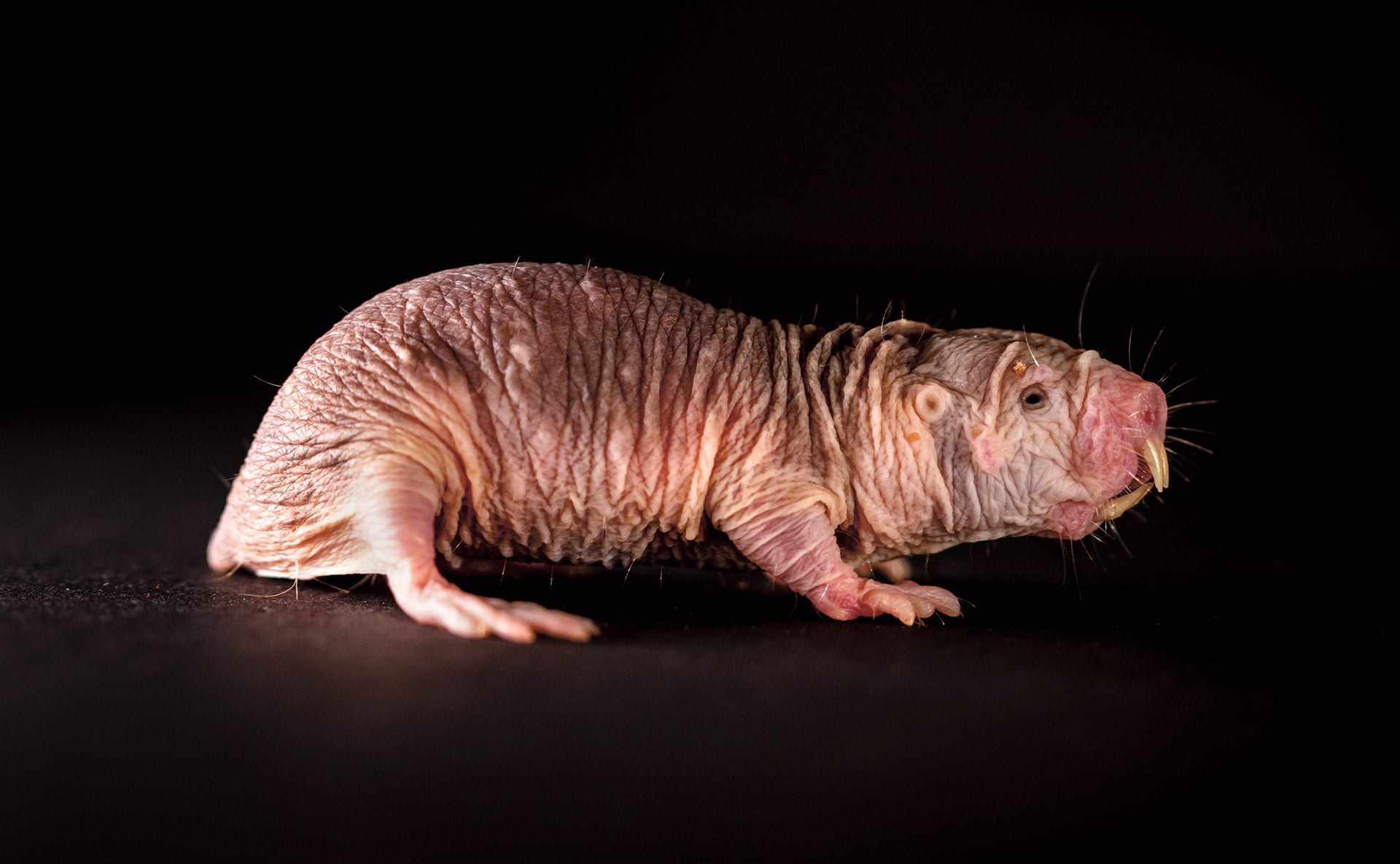 El secreto de la vida eterna puede ser así de feo