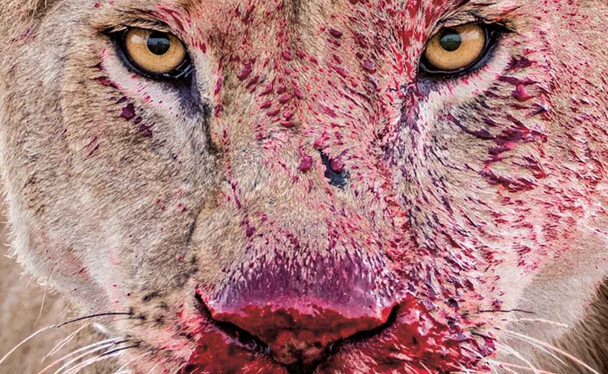 Cazadores in fraganti