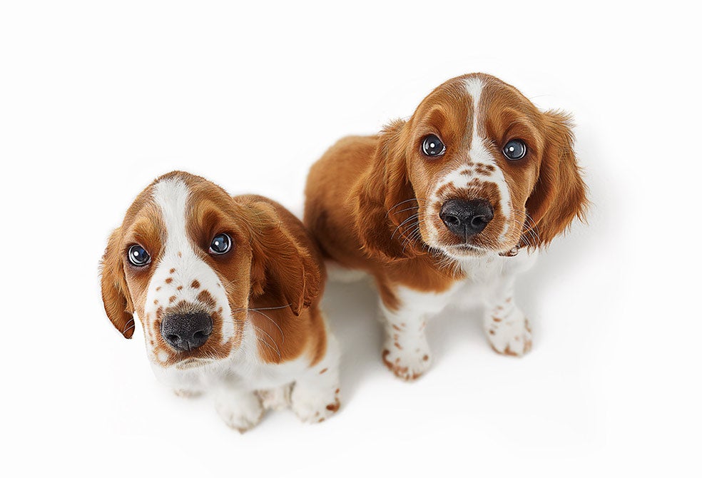 Los perros son capaces de discernir hasta seis emociones básicas en los rostros humanos: sorpresa, enfado, miedo, alegría, tristeza y asco.