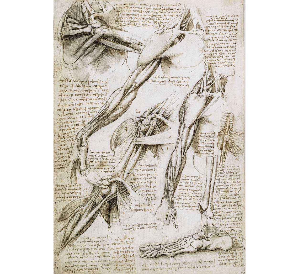 Estudios anatómicos de la musculatura del hombro y el brazo, hacia 1509. Leonardo escribió sobre el terror de pasar las noches en compañía de cuerpos descuartizados, pero de ellas surgieron sus dibujos anatómicos.