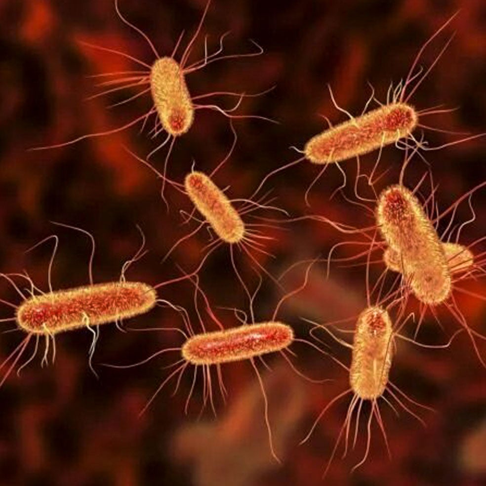 Imagen - 5. Intestinos: El enemigo está dentro