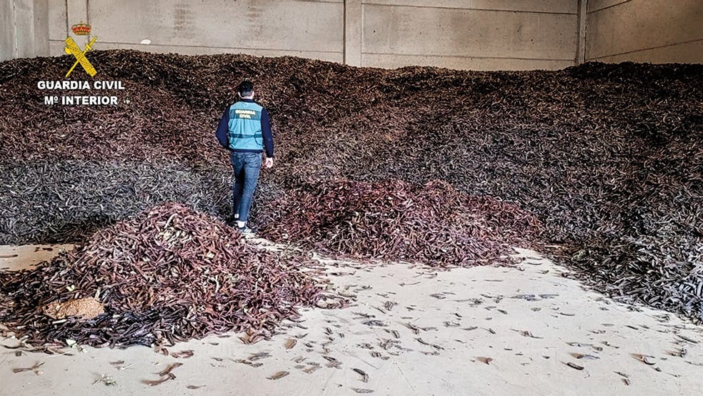 Esta legumbre se ha revalorizado. En 2022, la Guardia Civil incautó en España (mayor productor mundial) 150 toneladas de algarrobas robadas.