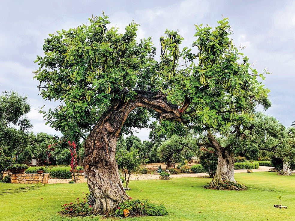 El algarrobo (Ceratonia siliqua) es un árbol muy resistente al calor, a la sequía y a los suelos áridos. Sale adelante incluso en terrenos pedregosos. |