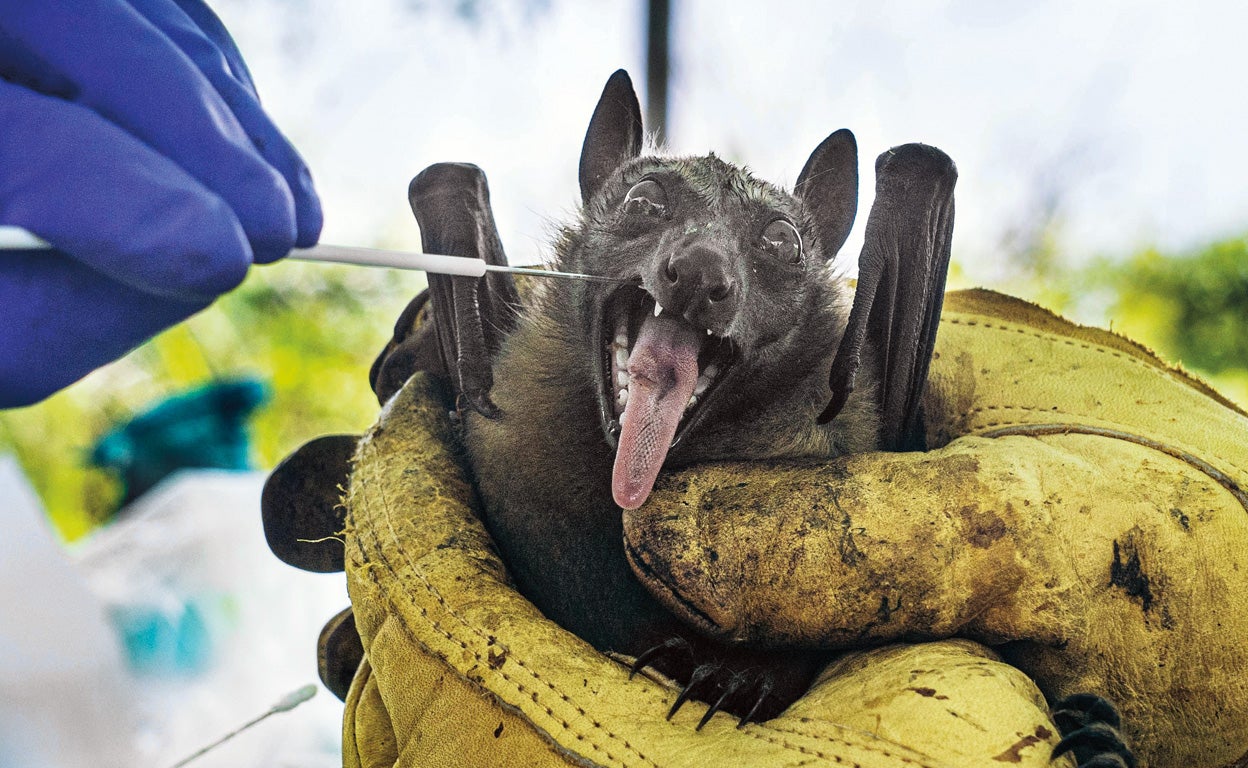 El murciélago de la fruta es el huésped natural del virus, aunque este no padece la enfermedad. El primer brote en humanos, en Marburgo en 1967, provino del mono verde africano, infectado por el mamífero alado antes de su importación a laboratorios europeos desde Uganda.