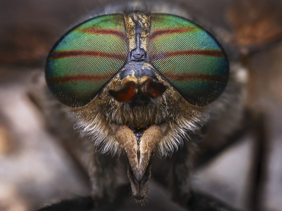 Los enormes ojos de un tábano muestran las iridiscencias provocadas por el reflejo de la luz en la lente de cada omatidio (celdillas oculares). Cuantos más omatidios tengan los ojos, mejor resolución de imagen. Pero si los insectos voladores tuvieran más, el peso les dificultaría el movimiento.