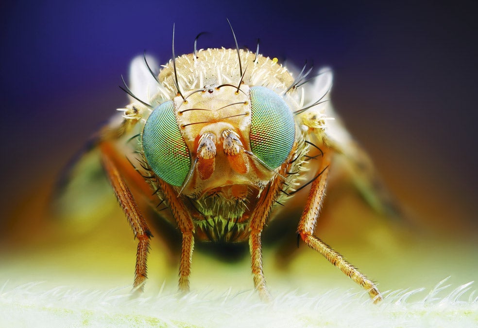 Durante el vuelo, muchos insectos –como esta mosca de la fruta– completan la información de sus ocelos con un sinfín de cerdas cuticulares que, a modo de pelos, informan de la fuerza y dirección del viento, lo que les permite modificar el ángulo y la dirección de vuelo para ahorrar energía.