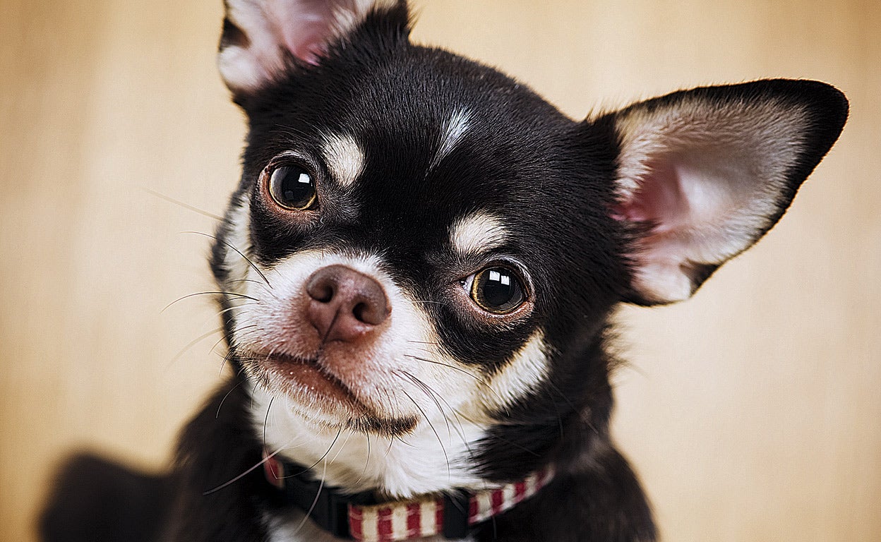 ¿Qué piensa mi perro? (No, no cree que eres el macho alfa de la manada)