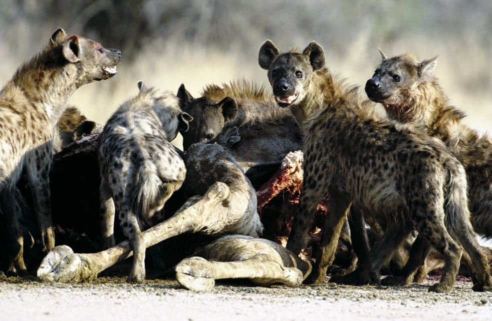 La cooperación entre los miembros del grupo les permite cazar animales mucho más grandes y fuertes que ellas, como cebras, ñúes y grandes antílopes. Pese a su injusta fama de carroñeras, las hienas cazan el 80 por ciento de lo que comen.