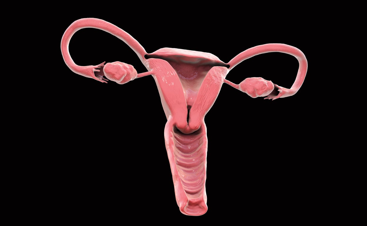 El secreto de la eterna juventud (también para los hombres) está en los ovarios...