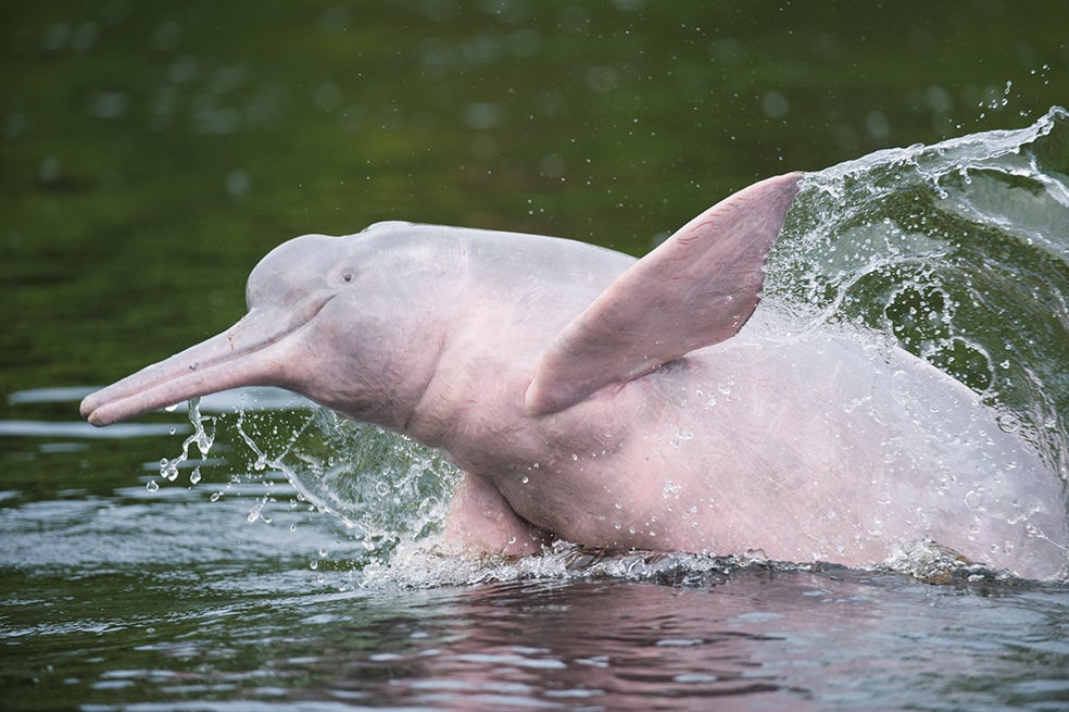 Un boto nada en las aguas de un afluente del río Negro. La forma del cuerpo de estos delfines les permite maniobrar entre el laberinto de hojas y ramas del fondo de estos ríos amazónicos.