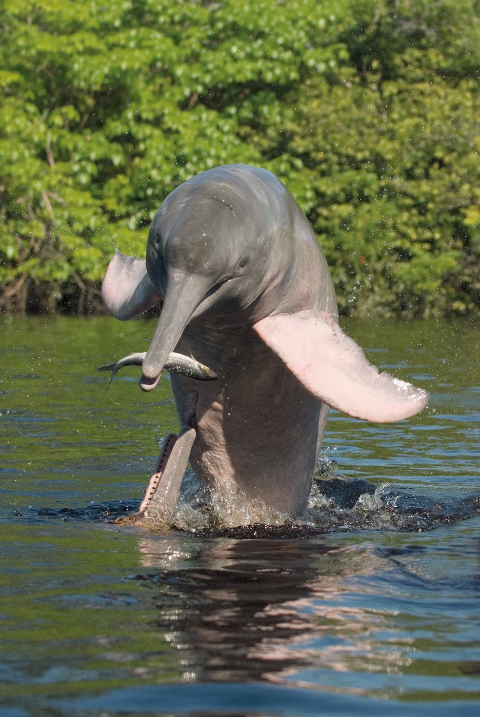 Sus enormes aletas y el cuello móvil los convierten en grandes pescadores en el laberinto inundado de la cuenca amazónica. Durante la pesca es frecuente ver juegos y obsequios entre ellos, actividades que refuerzan sus vínculos sociales.