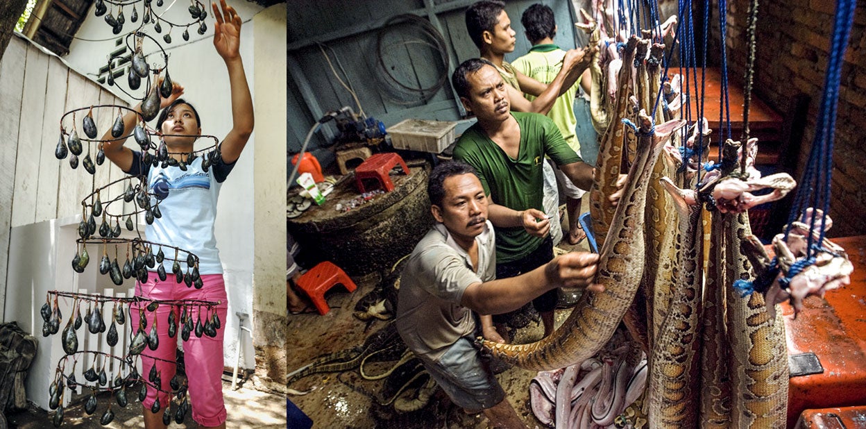 Decenas de pitones cuelgan en un matadero indonesio. Se las mata de un golpe en la cabeza y después se las hincha con aire o agua para que resulte más fácil despellejarlas. Su cuero es muy apreciado, pero aún más lo son las vesículas de serpiente, que en la foto de la izquierda cuelgan en un lento proceso de secado. Las vesículas secas usadas en la medicina tradicional se pagan a 200 euros el kilo.