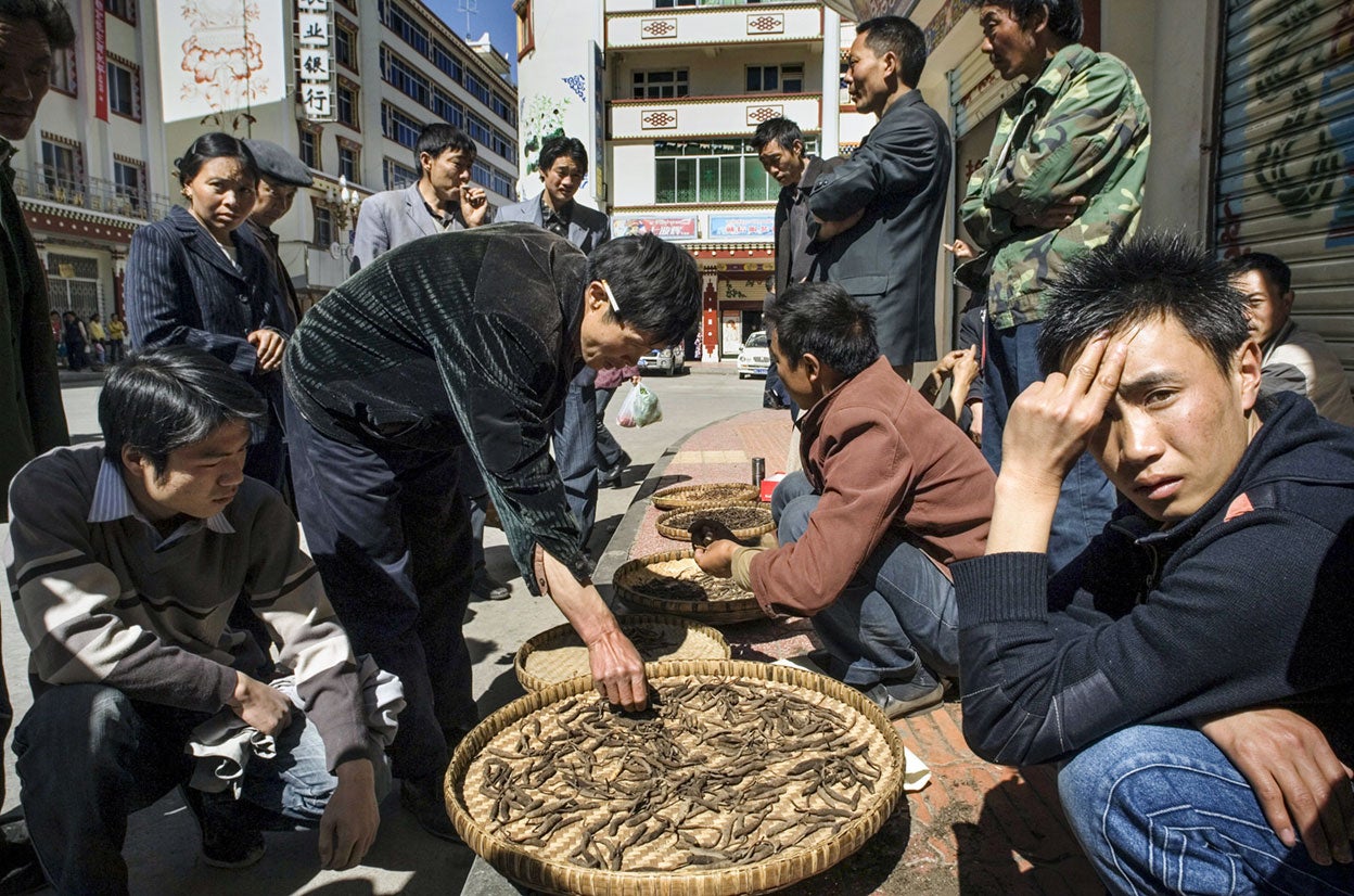 Una de las especies más valoradas son las orugas vegetales, parásitos de la larva de las mariposas fantasma. Su mercado está prohibido porque altera el ecosistema, pero hay mafias dedicadas a su búsqueda, tentadas por su precio: 7000 euros el kilo. Se usan para la virilidad. Las descubrieron hace 1500 años los pastores del Tíbet, que vieron que el ganado que se alimentaba de estas orugas crecía más fuerte.