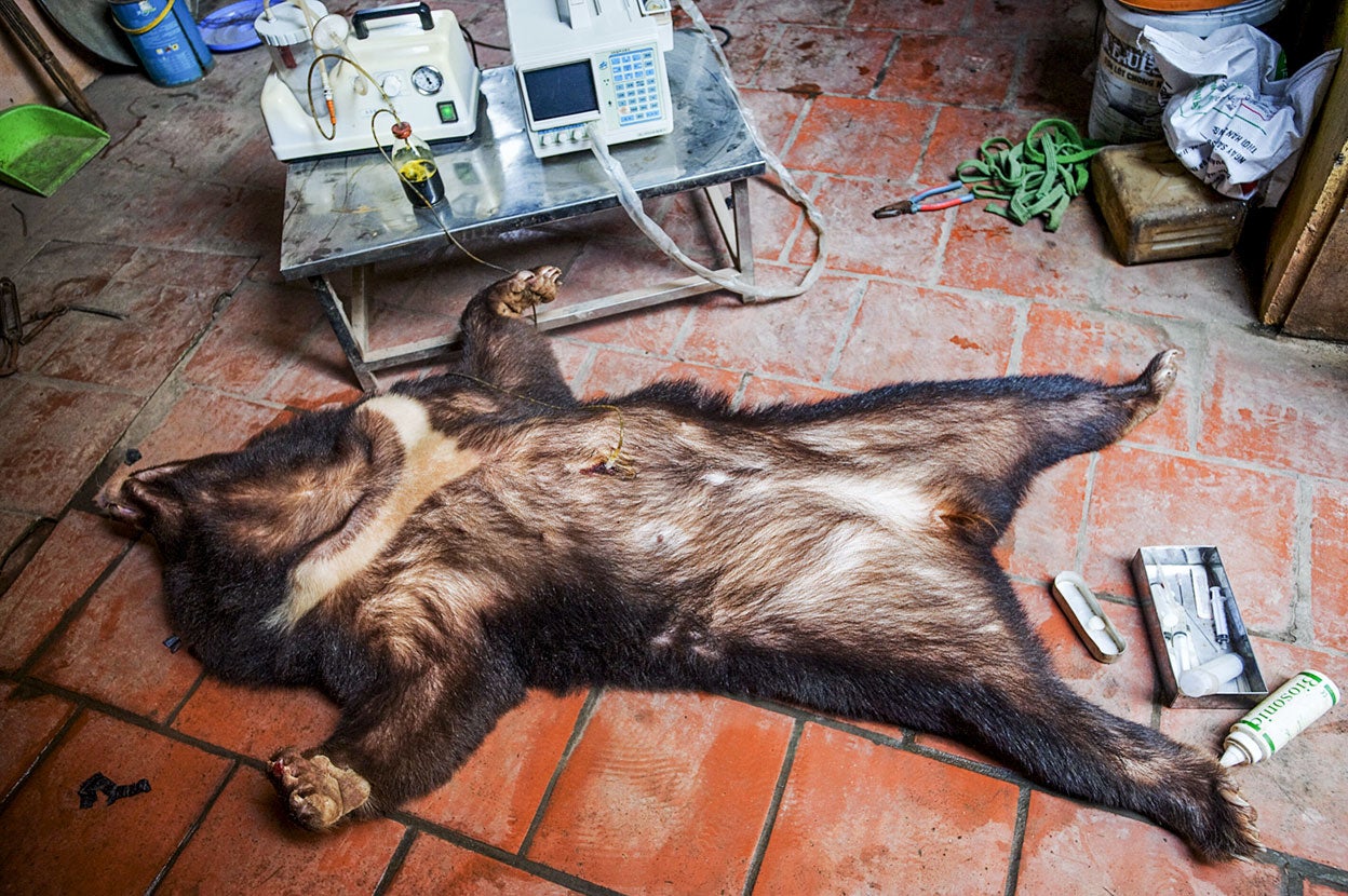 Un oso tibetano –animal protegido por las leyes internacionales de conservación– yace anestesiado en una granja a las afueras de Hanói (Vietnam) para extraerle el líquido biliar, apreciado en la medicina tradicional asiática. La sedación permite que el oso se recupere para posteriores extracciones, en cada una de las cuales se extraen hasta 150 centímetros cúbicos. La bilis de oso se paga a 4 euros el centímetro cúbico.