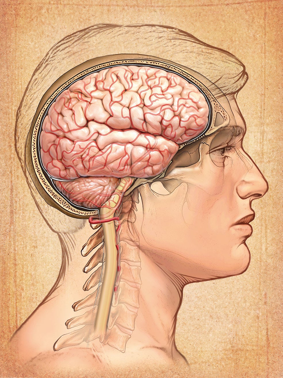 La corteza cerebral recubre el cerebro y le proporciona su típico aspecto rugoso. Es la sustancia gris. Fruto de millones de años de evolución, ahí reside buena parte de aquello que nos hace únicos: nuestra personalidad. También se encarga de la percepción, la imaginación, el juicio y la toma de decisiones.
