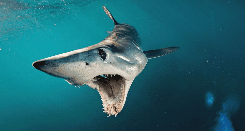 A pesar de ser mucho más pequeño, el tiburón mako es el que más similitudes tiene con el escualo prehistórico: su cuerpo es mas esbelto que el de otros tiburones. El mako inspiró a otro 'malo' de película: Chum, en Buscando a Nemo.
