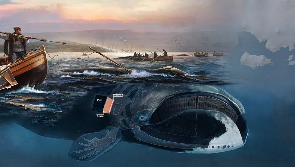 La grasa, el gran tesoro oculto bajo la piel de las ballenas, ha sido también su gran condena. Ubicada en su hipodermis, la parte más gruesa de su piel (hasta medio metro de espesor), es clave para preservar el calor corporal y ejerce como gran reserva de energía cuando escasea la comida.