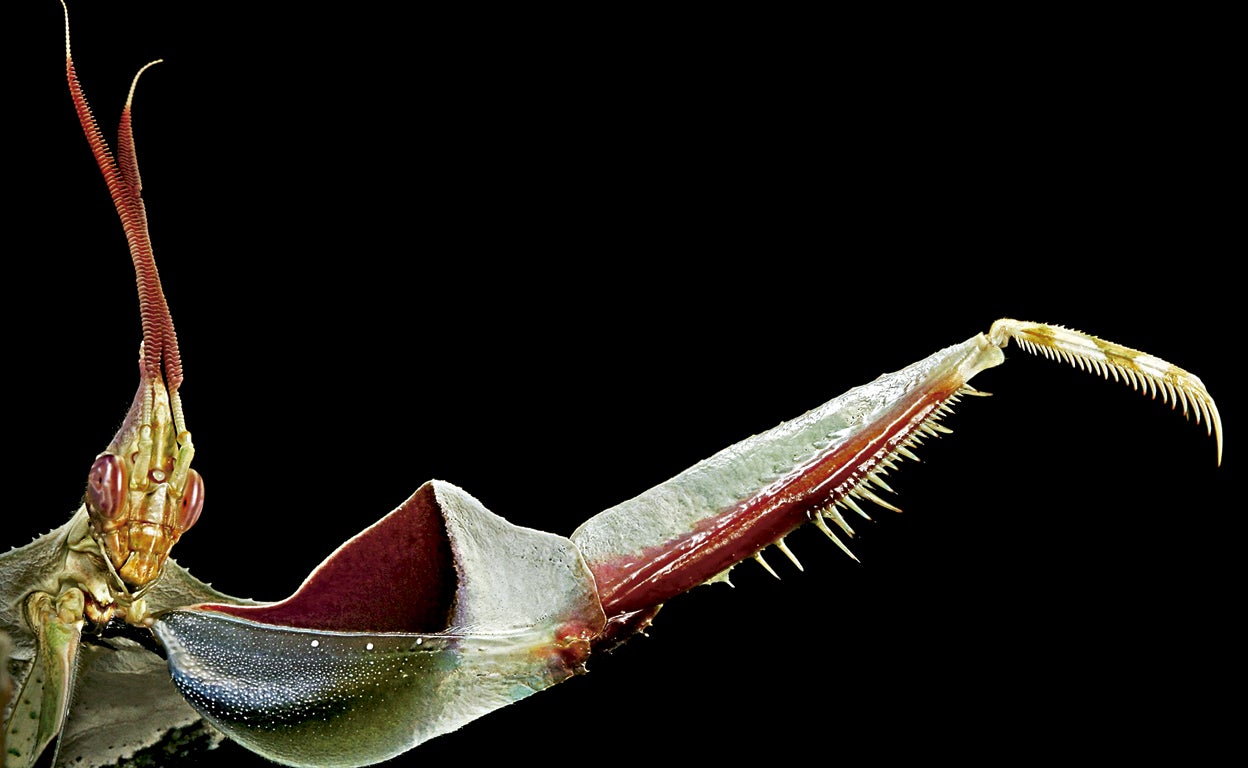 ¿Son tan malas las mantis como las pintan?