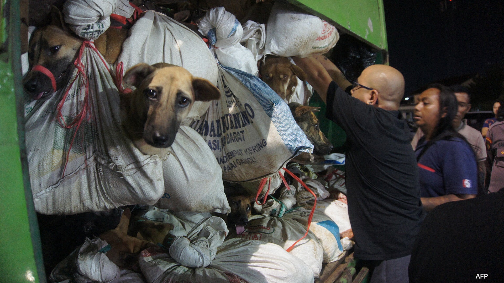 La policía de Semarang (Indonesia) rescata a 226 perros apilados en la parte trasera de un camión. Atados por las patas y metidos en bolsas, iban camino de un matadero ilegal.