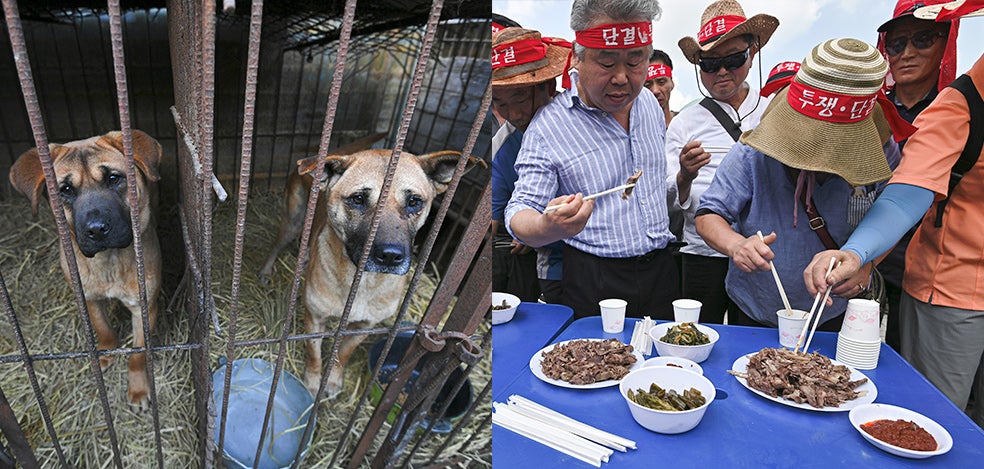 Corea del Sur aprobó en enero la ley que prohíbe el comercio de carne de perro. Granjeros como los de la foto (comiendo perro, en una protesta) se han opuesto a la prohibición, pero su negocio lleva años en declive. El número de granjas perrunas (a la izquierda) ha pasado de 10.000 a 3000 en una década.