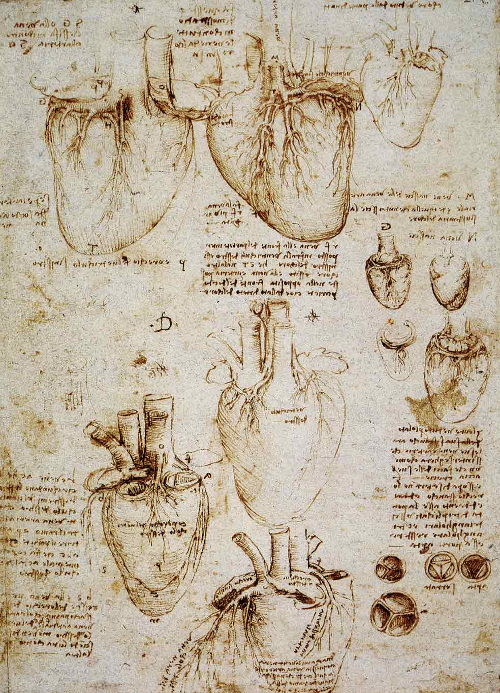 Leonardo da Vinci fue uno de los primeros en observar sin tabús la anatomía de nuestro corazón. En este dibujo de 1512, el artista recogió todos los detalles, incluidas las arterias coronarias y las válvulas cardiacas. Para sus estudios anatómicos realizó en torno a 30 disecciones, hecho que solo se conoció tras su muerte: en su época, podría haber sido acusado de necromancia, castigada con la hoguera. Más arriba, en la imagen que abre este reportaje, Human heart, obra de Andy Warhol, de 1979.