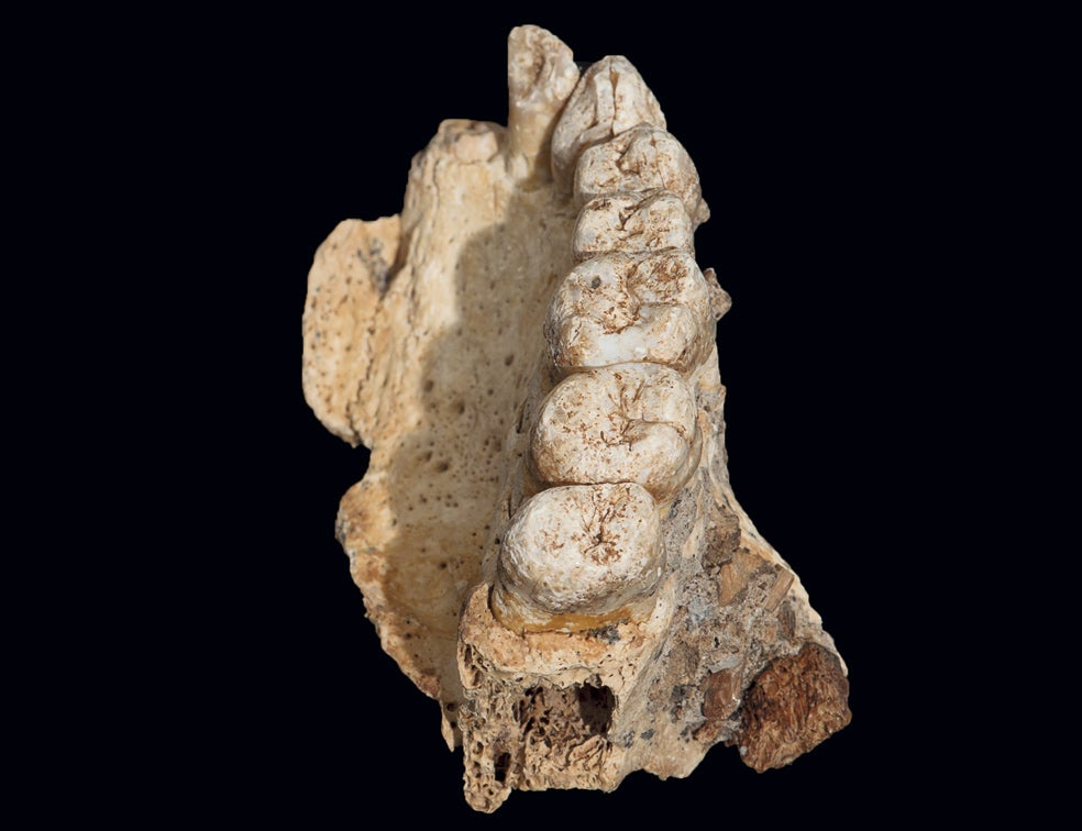 En la cueva de Misliya, en Israel, se ha encontrado una mandíbula superior que conserva casi intactos varios dientes y que demuestra que el Homo sapiens salió de África antes de lo que se creía, hace unos 220.000 años.