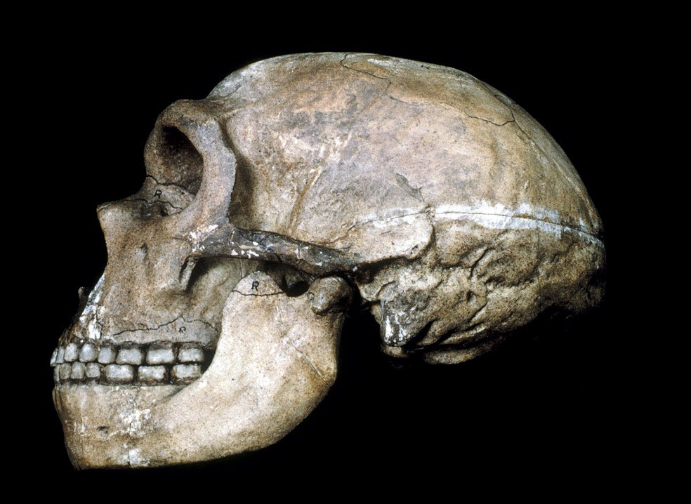 Su cráneo era más grande que el del Homo sapiens y más alargado. Su nariz era corta y ancha, perfecta para que no se le enfriase, al sobresalir menos, y con fosas nasales grandes, para calentar mejor el aire. Tenía la frente baja e inclinada, la faz prominente y mandíbulas sin mentón. Su envergadura era robusta y lo ayudaba a soportar las temperaturas glaciares y a habituarse a la vida en cuevas y montañas.