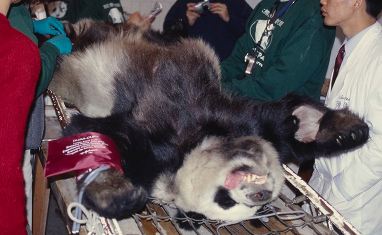 La fábrica de pandas: ¿maltrato animal disfrazado de conservación de especies?